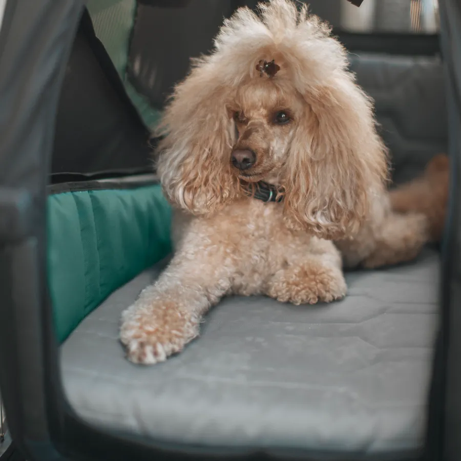Accessori Per Cani|Rimorchi Per Cane*Thule Bexey dog bed L Nero