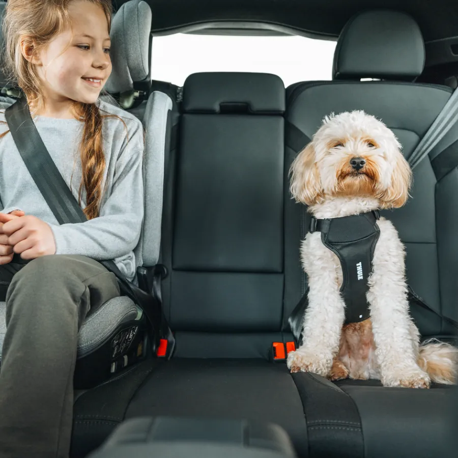 Imbracature Per Cani Da Auto*Thule Cappy