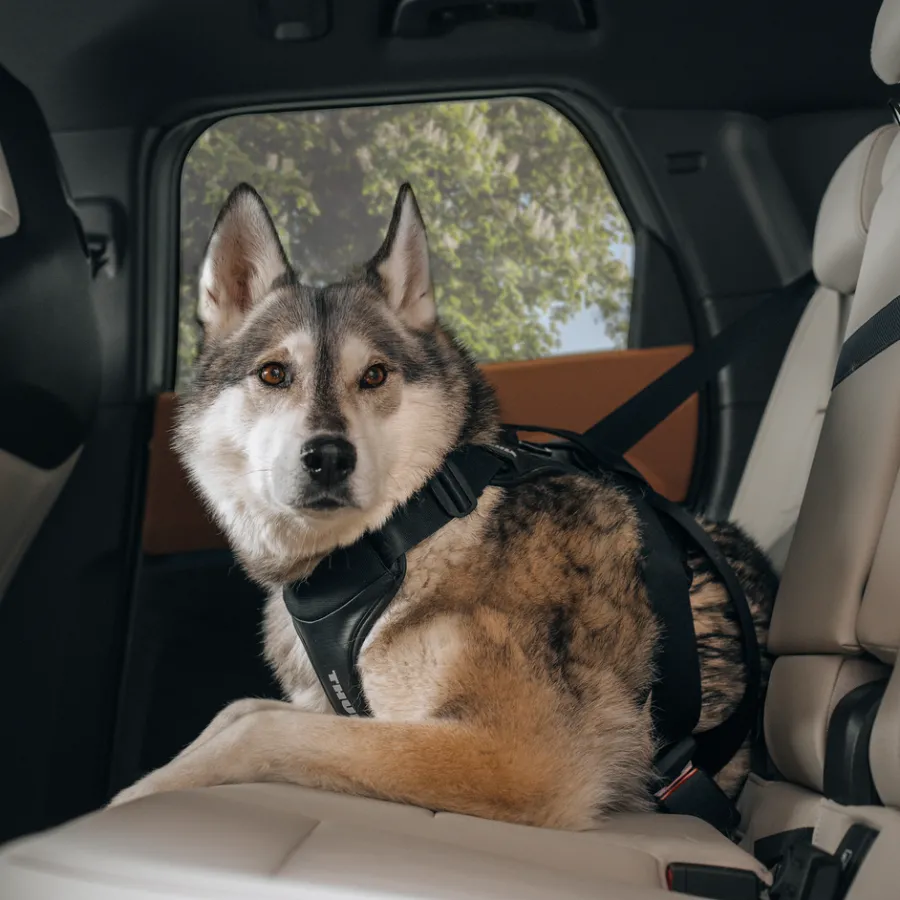 Imbracature Per Cani Da Auto*Thule Cappy